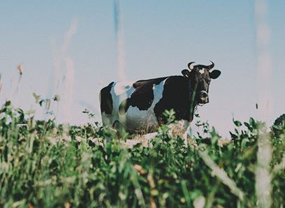 Southern Foods Group | Dean Foods Company